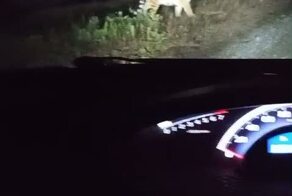 Еще про вчерашнюю заправку в Приморье - ракурс поближе
#тигры