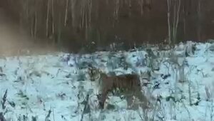 "Лёша, я боюсь"
Давненько у нас не было свежих котиков