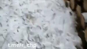 Якутский охотник расскажет вам, как приехал к себе на зимовье и обнаружил, что медведь превратил его в берлогу