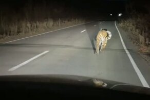 Добрый вечер, как дела?