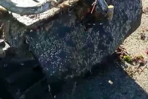 Дары моря на Сахалине

Ну вы помните рыбалку прошлого сезона на тающем льду, мы ее подробно тут освещали