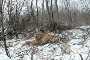 Массовый отлов конфликтных тигров

За последние 4 дня в Хабаровском крае охотоведы отловили трех хищников
