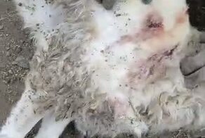 Хозяин убитых 37 баранов продолжает настаивать, что их задрал тигр!