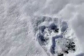 Амурский тигр дозором