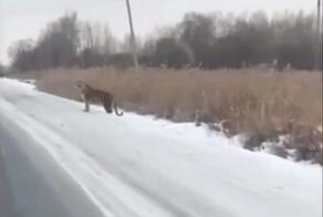 В шаговой доступности