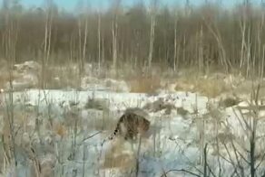 Юрьич, выходи, погладь его