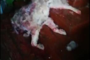 С будки снял собаку и с комфортом на крыльце у людей задавил