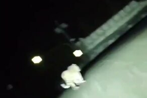 Тигры дошли до Хабаровска