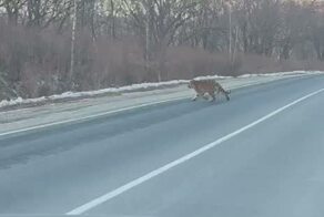 Мне везде мерещатся тигры - буквально со всех сторон