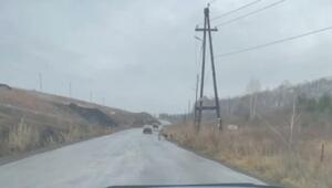 Помните стаю, что загрызла 10-летнего мальчика в Красноярском крае у СНТ "Теремок" еще 25 октября?