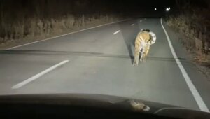 Добрый вечер, как дела?