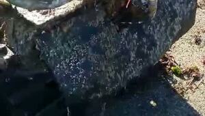 Дары моря на Сахалине

Ну вы помните рыбалку прошлого сезона на тающем льду, мы ее подробно тут освещали