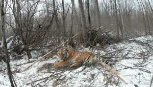 Массовый отлов конфликтных тигров

За последние 4 дня в Хабаровском крае охотоведы отловили трех хищников