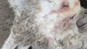 Хозяин убитых 37 баранов продолжает настаивать, что их задрал тигр!