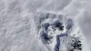 Амурский тигр дозором