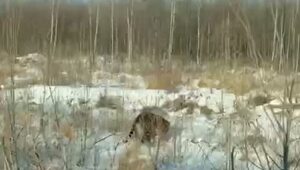 Юрьич, выходи, погладь его