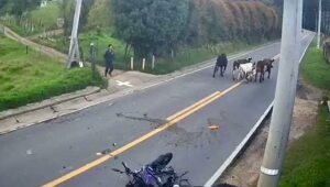 В Колумбии байкер разбился об корову