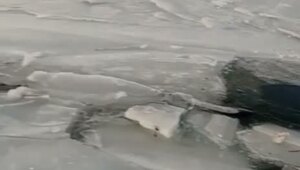 Никогда не было такого, и вот опять