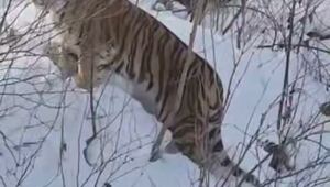 "Ух ты, котяра какая, блядина - глаза зелёные"