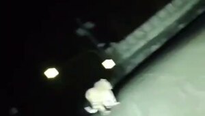 Тигры дошли до Хабаровска