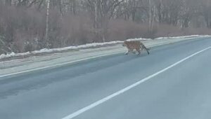 Мне везде мерещатся тигры - буквально со всех сторон