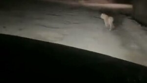 Тигренок на Заречной улице