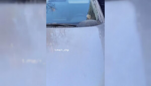 И в Новосибирск весна пришла