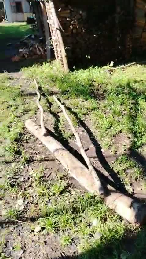Шестая собака