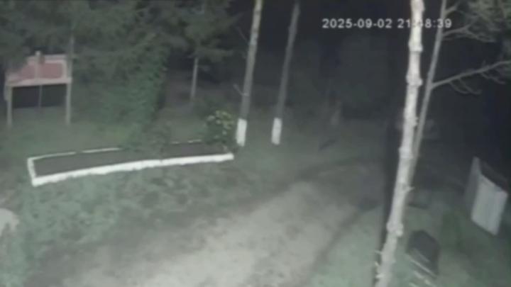 "Зачем они держат собак на цепи?