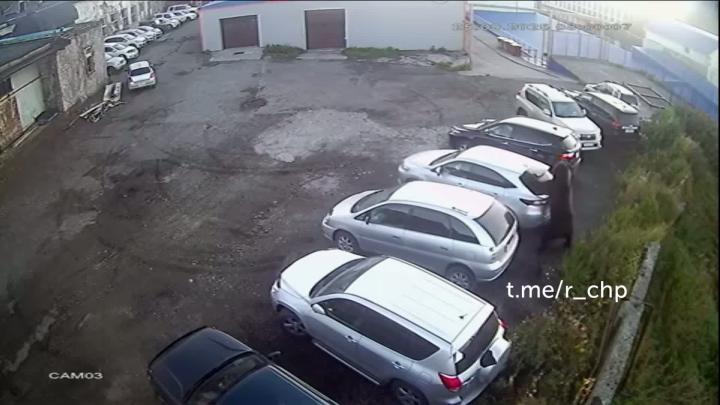 В Петропавловске-Камчатском наблюдается нашествие медведей