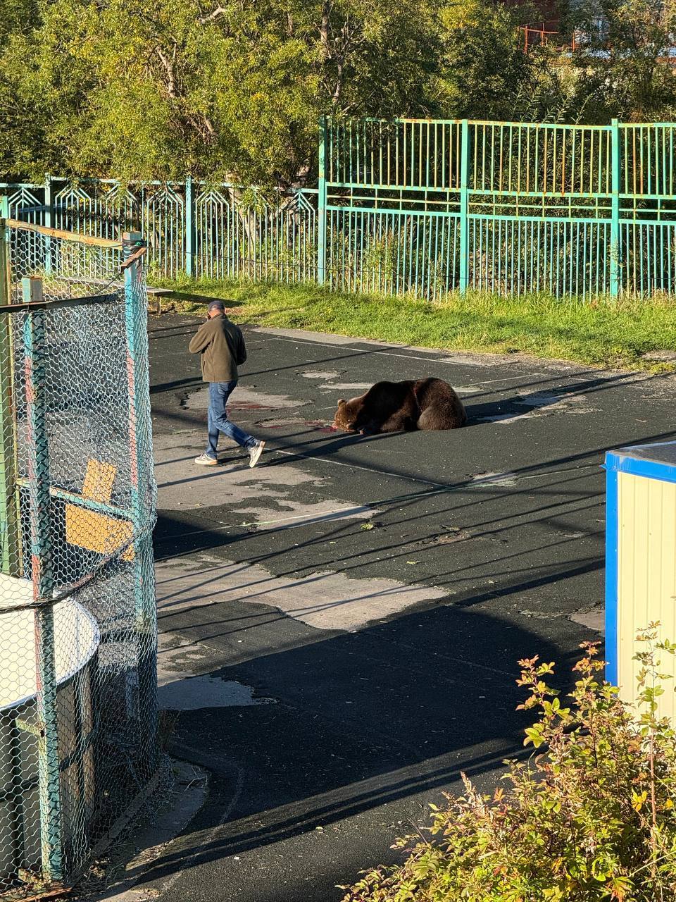 В Петропавловске-Камчатском наблюдается нашествие медведей