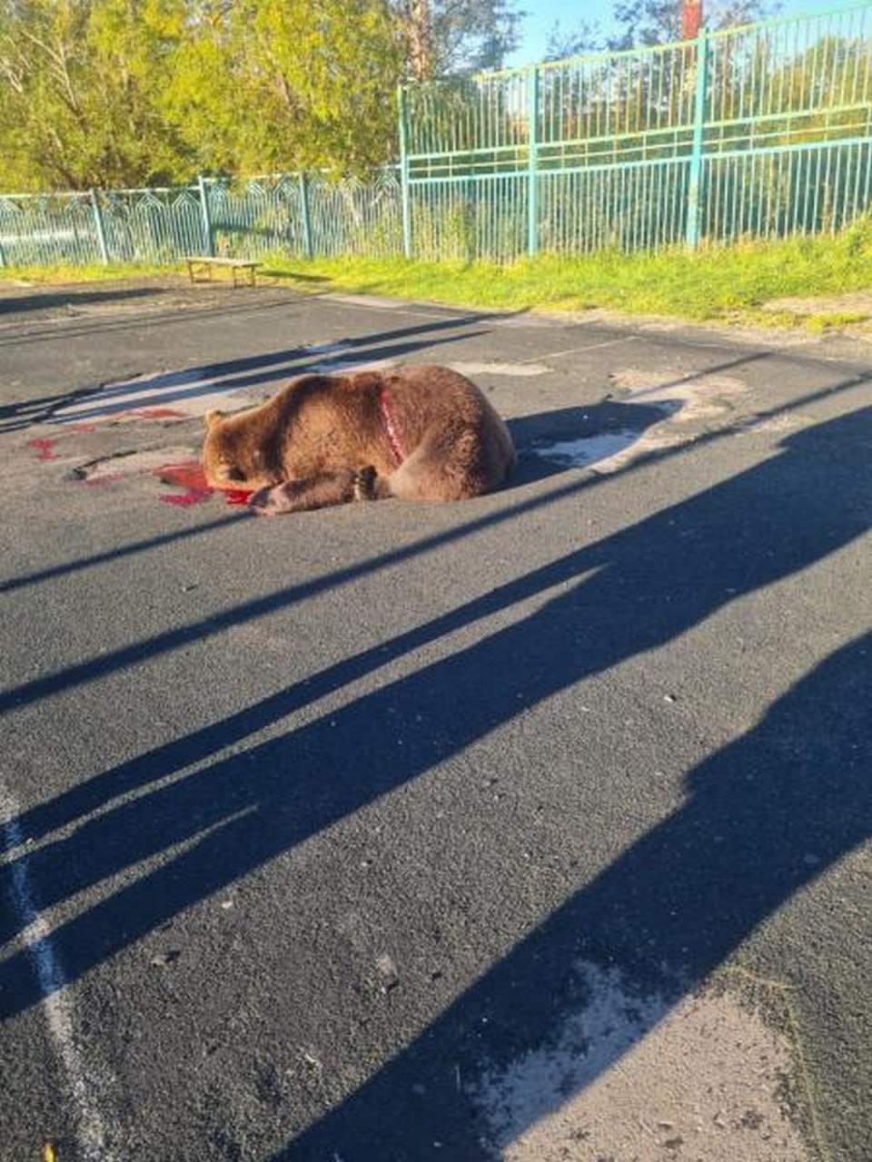 В Петропавловске-Камчатском наблюдается нашествие медведей