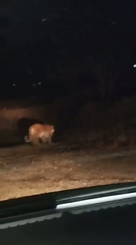 Популяция амурского тигра находится под контролем, и угроза вымирания ликвидирована

Снято сегодня в п