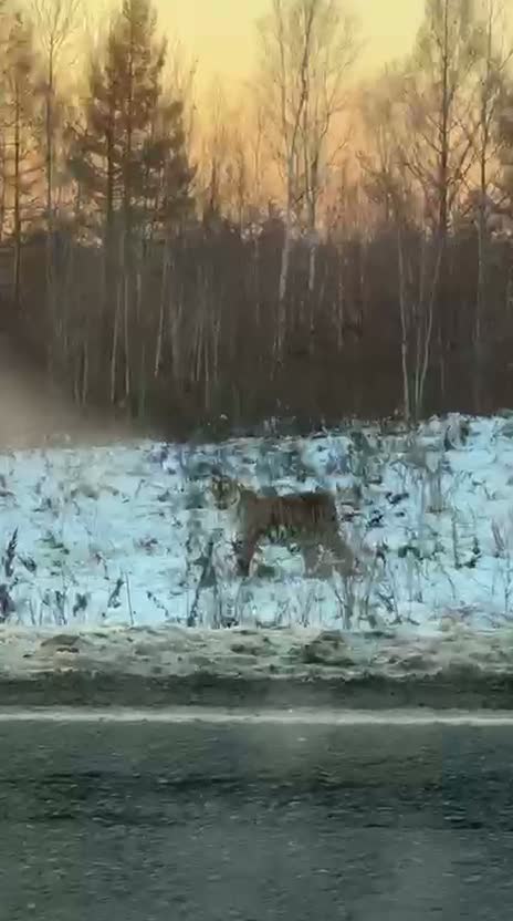 "Лёша, я боюсь"

Давненько у нас не было свежих котиков