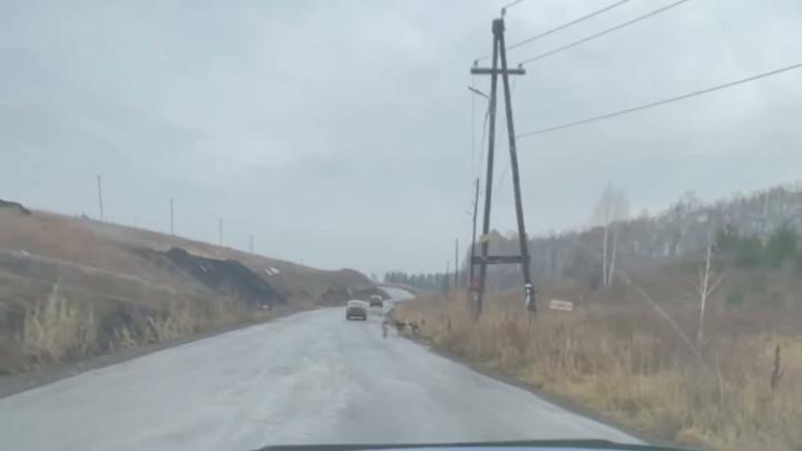 Помните стаю, что загрызла 10-летнего мальчика в Красноярском крае у СНТ "Теремок" еще 25 октября?