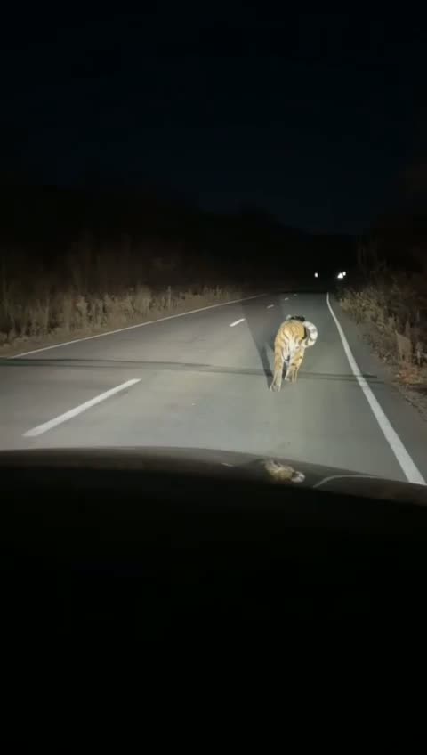 Добрый вечер, как дела?