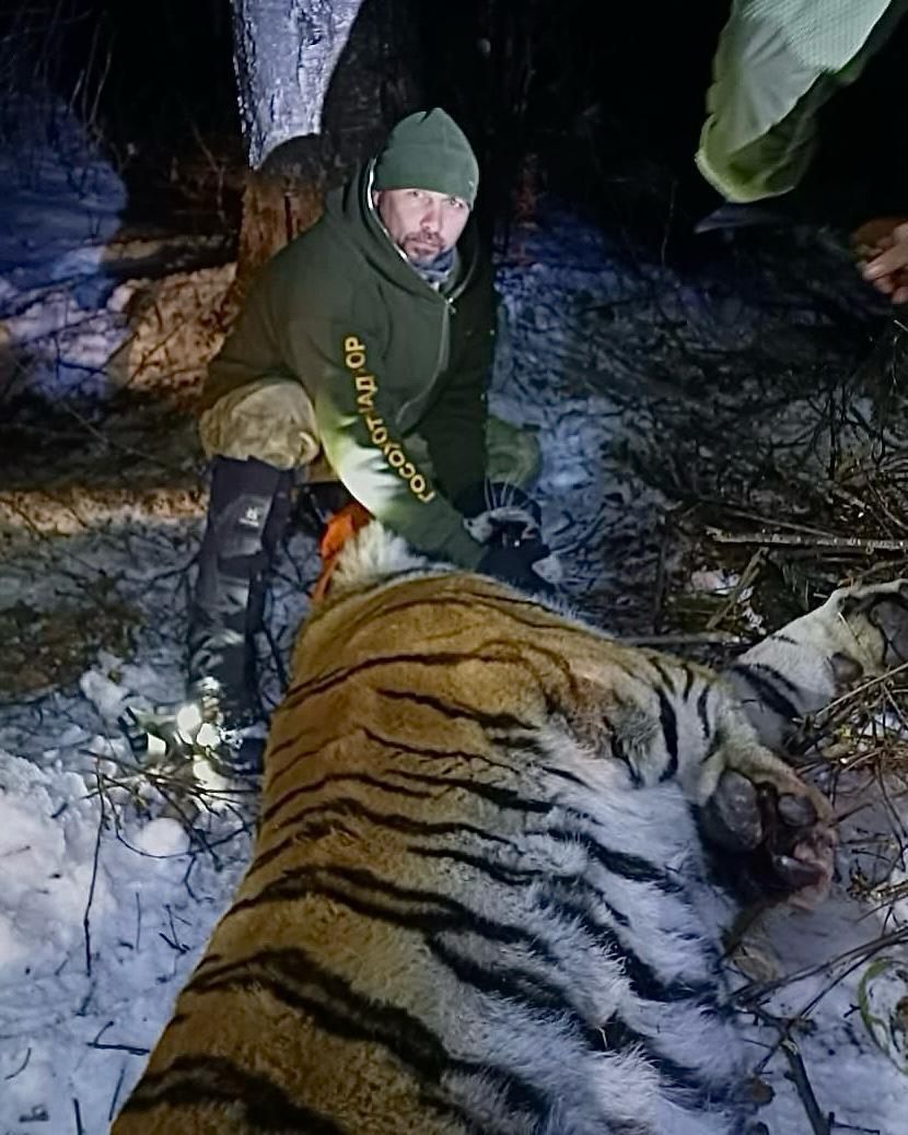 Массовый отлов конфликтных тигров

За последние 4 дня в Хабаровском крае охотоведы отловили трех хищников