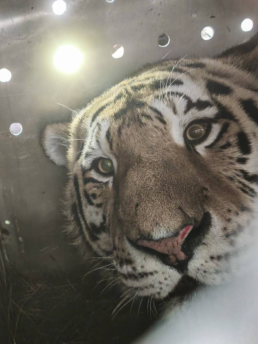 Массовый отлов конфликтных тигров

За последние 4 дня в Хабаровском крае охотоведы отловили трех хищников