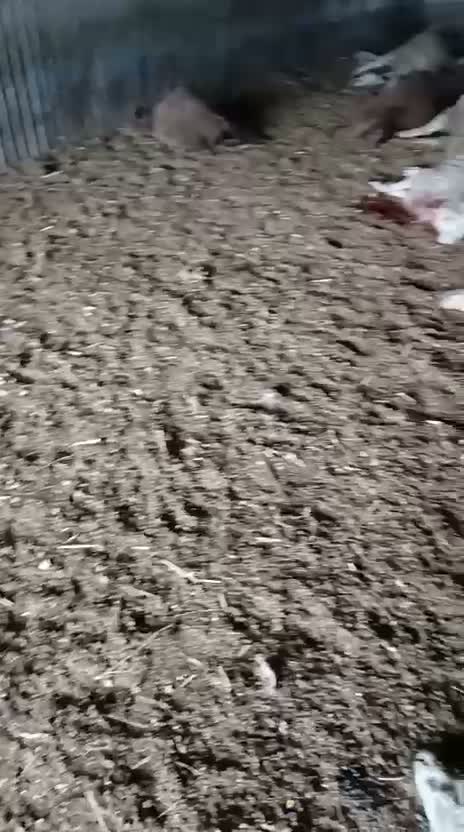 А не было ли у него умысла на теракт конфликт?