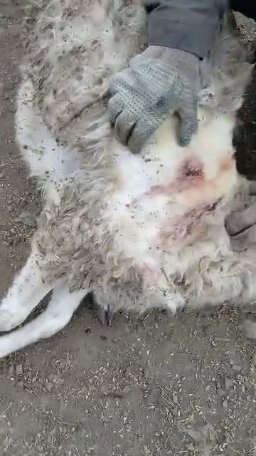 Хозяин убитых 37 баранов продолжает настаивать, что их задрал тигр!