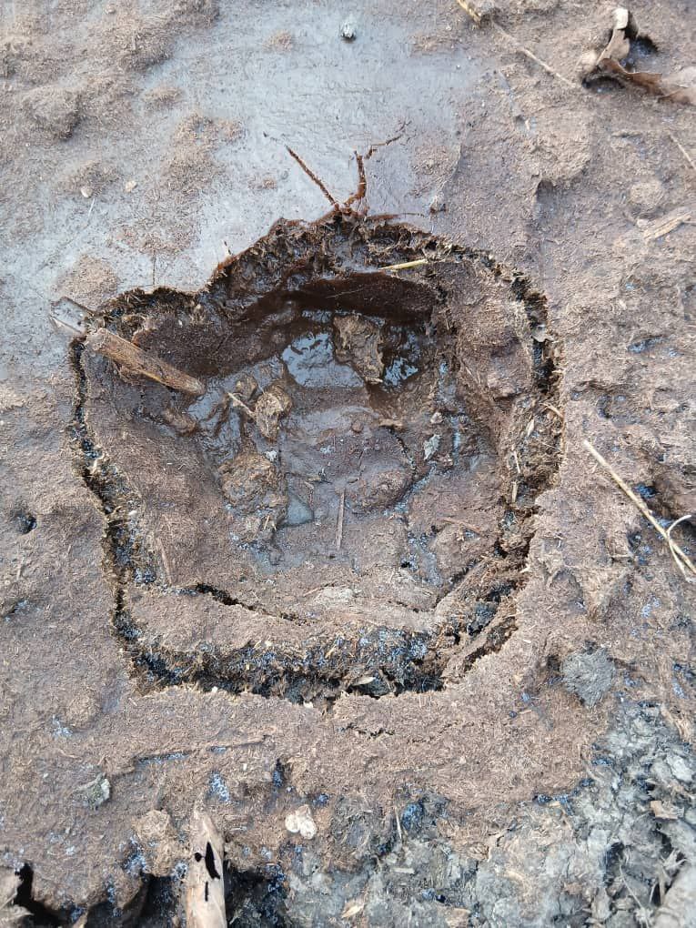 Хозяин убитых 37 баранов продолжает настаивать, что их задрал тигр!