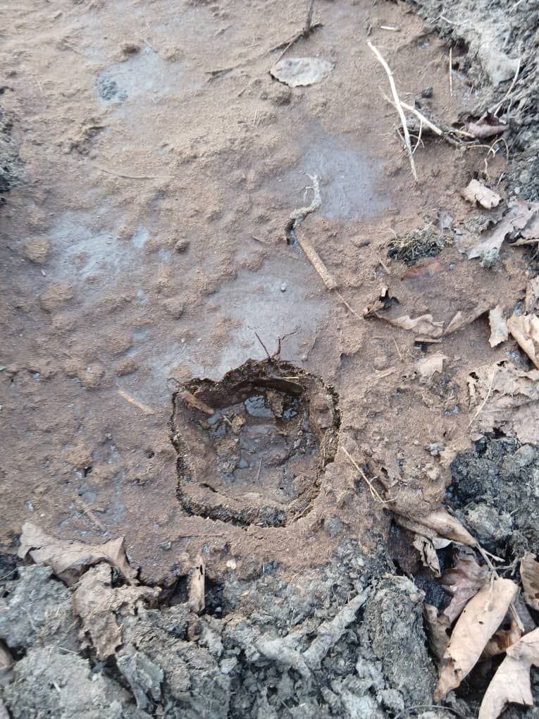 Хозяин убитых 37 баранов продолжает настаивать, что их задрал тигр!