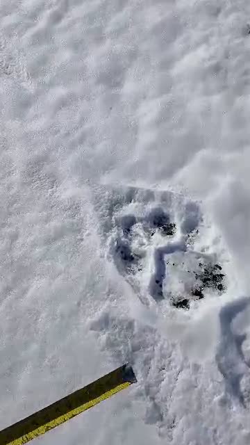 Амурский тигр дозором