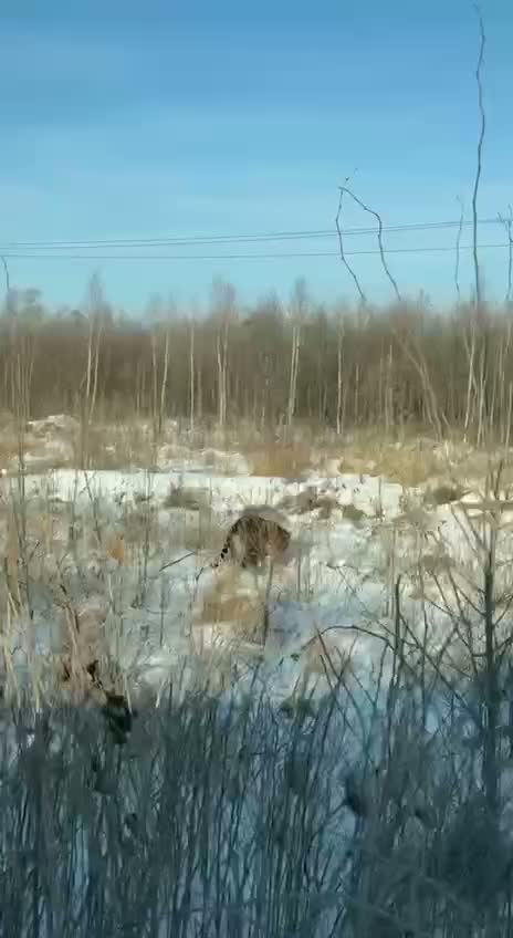 Юрьич, выходи, погладь его