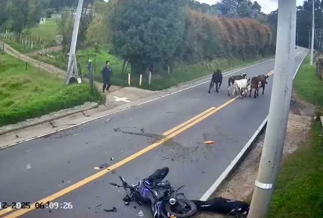 В Колумбии байкер разбился об корову