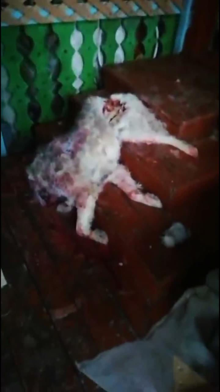 С будки снял собаку и с комфортом на крыльце у людей задавил