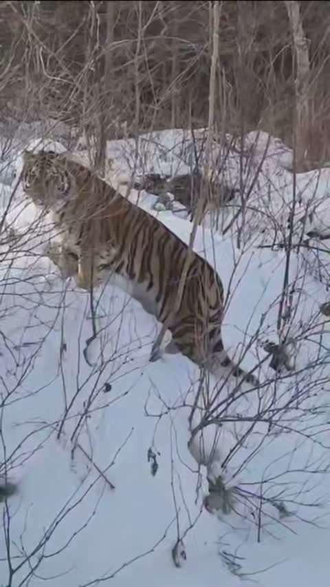 "Ух ты, котяра какая, блядина - глаза зелёные"