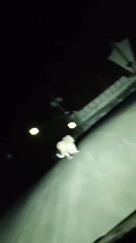 Тигры дошли до Хабаровска