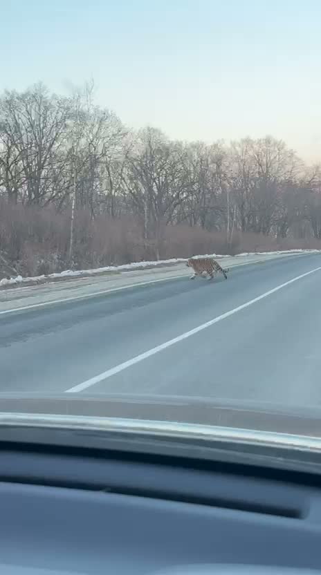 Мне везде мерещатся тигры - буквально со всех сторон