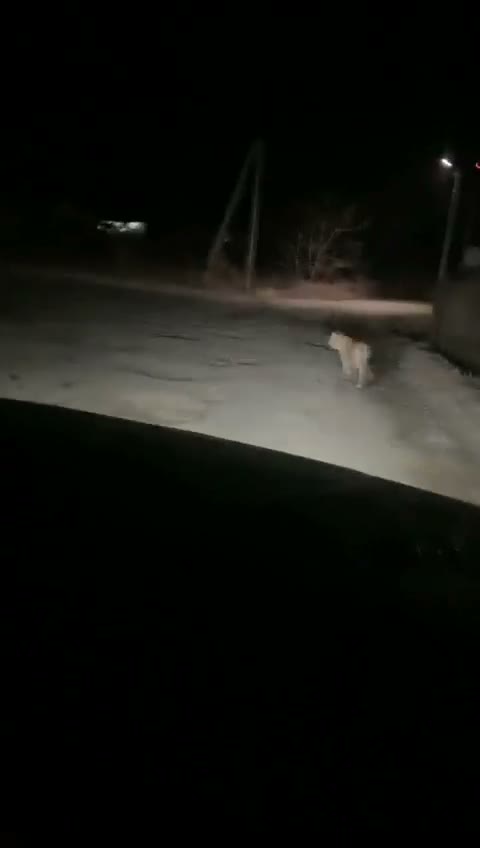 Тигренок на Заречной улице